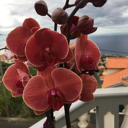 Slice Of Ponta Do Sol- Ground Floor- Sea View דירה