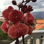 Slice Of Ponta Do Sol- Ground Floor- Sea View Apartamento