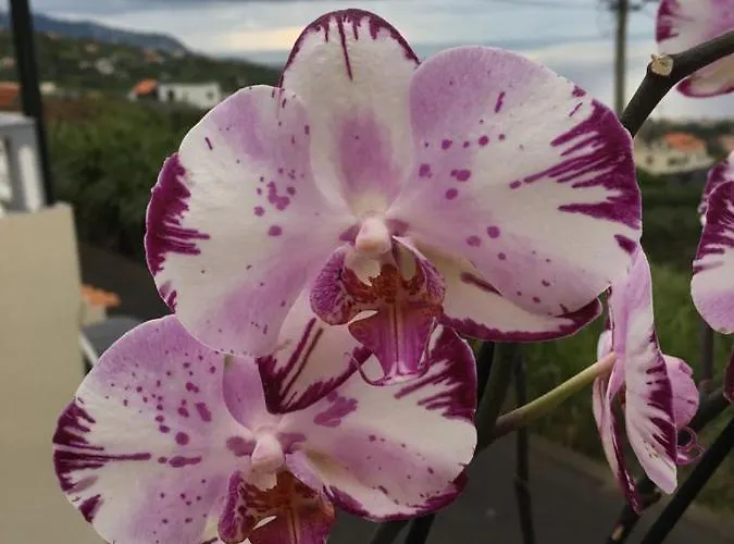 Slice Of Ponta Do Sol- Ground Floor- Sea View Apartmán Ponta do Sol (Madeira)
