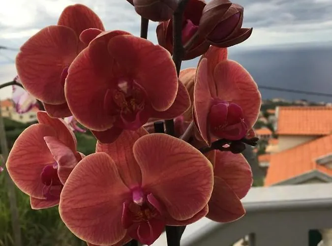 Slice Of Ponta Do Sol- Ground Floor- Sea View Apartmán